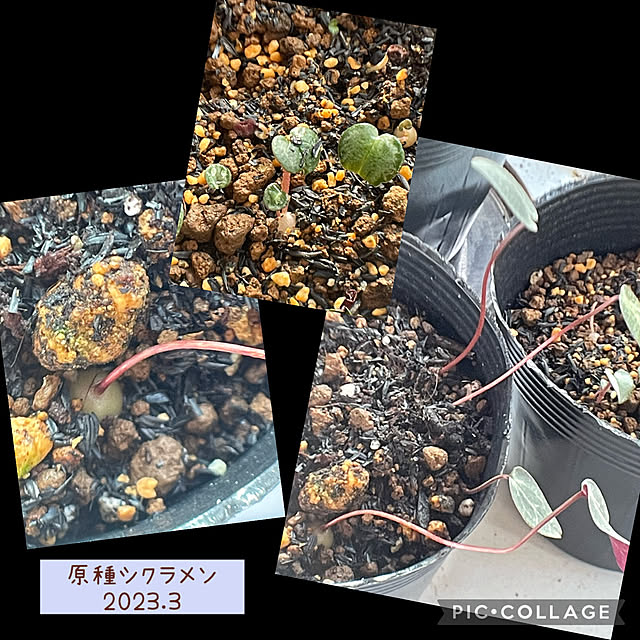 buchiさんの実例写真