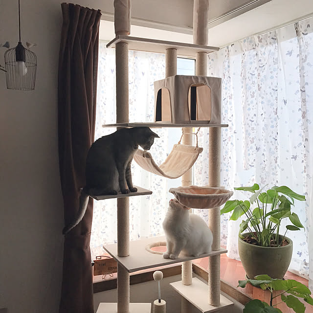 kotoriさんの実例写真