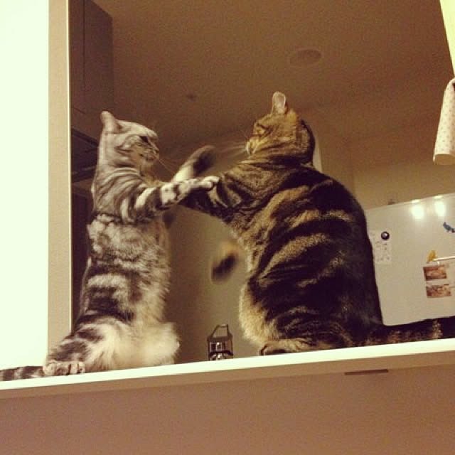 mikomaruさんの実例写真