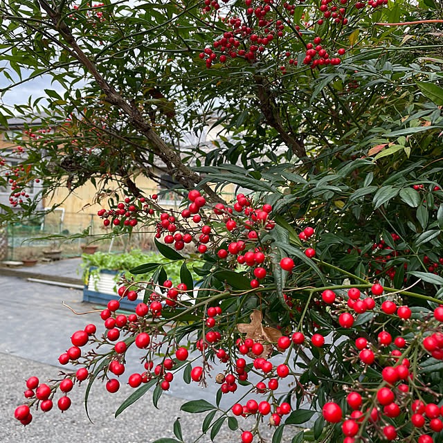 natsumiさんの部屋