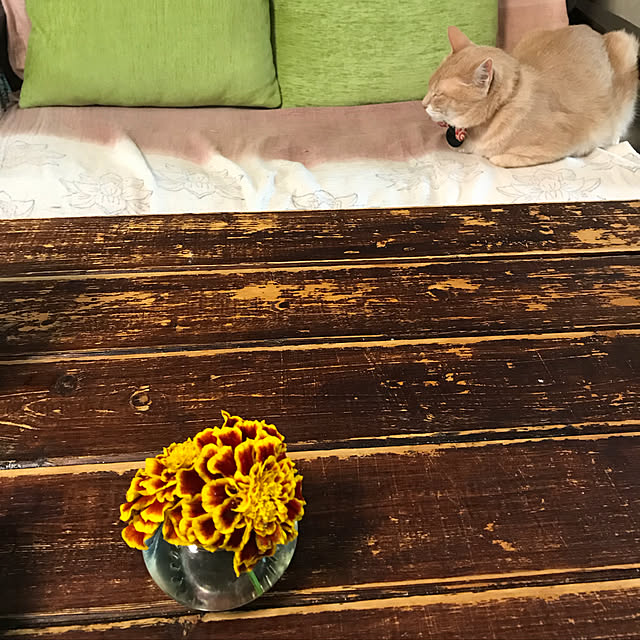 mikan161さんの実例写真