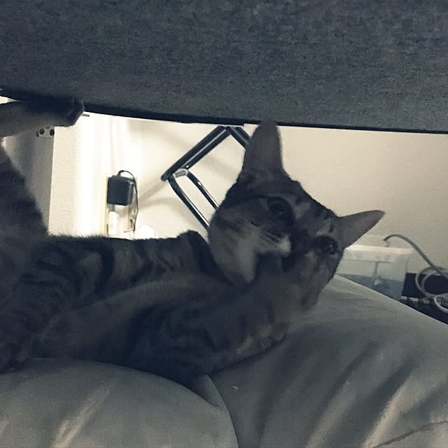 sayasさんの実例写真
