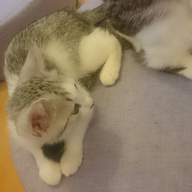 mi-mi-373さんの実例写真