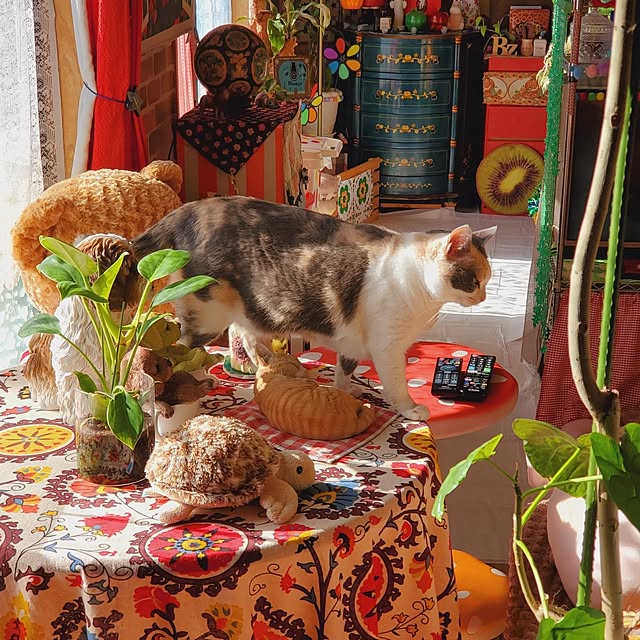 kumutanさんの実例写真