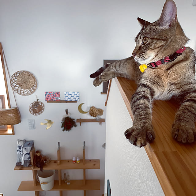 niko.mamさんの部屋