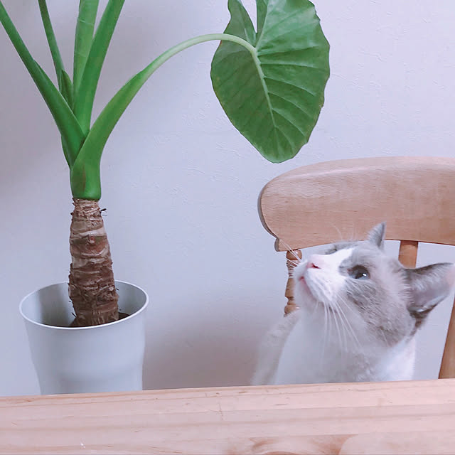 milkcocoaさんの実例写真