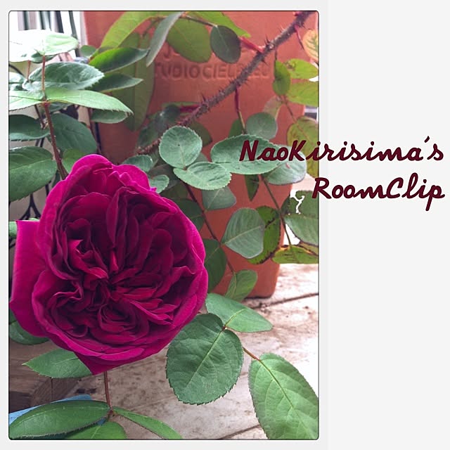 naokirisimaさんの実例写真