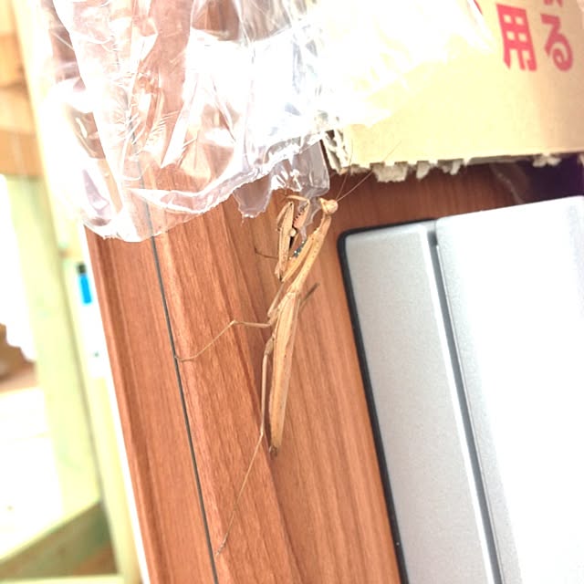 momoさんの実例写真