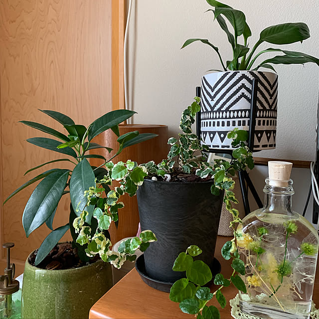 観葉植物/机のインテリア実例 - 2019-03-17 14:51:40