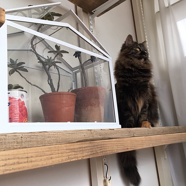 mikomaruさんの実例写真