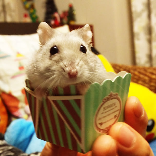 mittoさんの実例写真