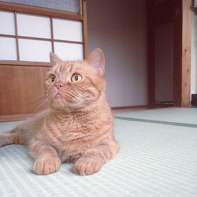 shujiさんの実例写真
