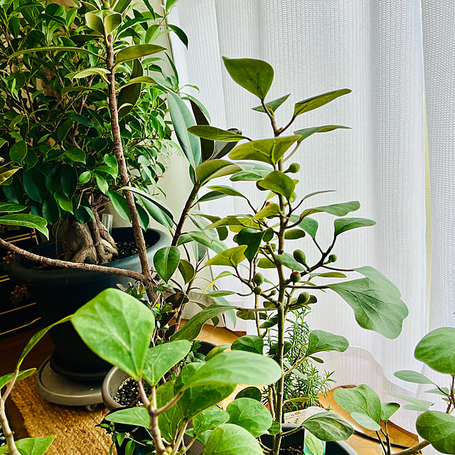 Satokoさんの部屋