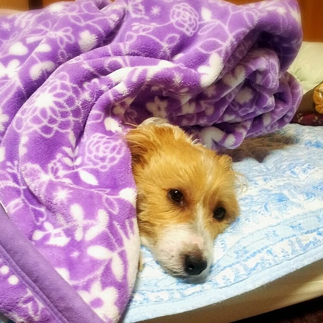 kakkyさんの実例写真