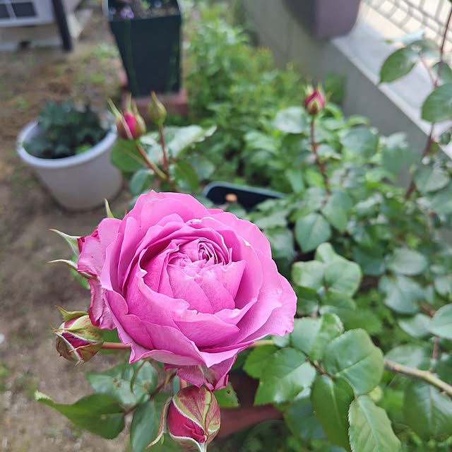 moonさんの実例写真