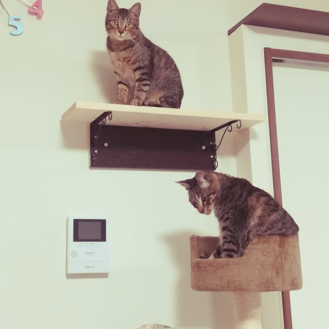 実例写真