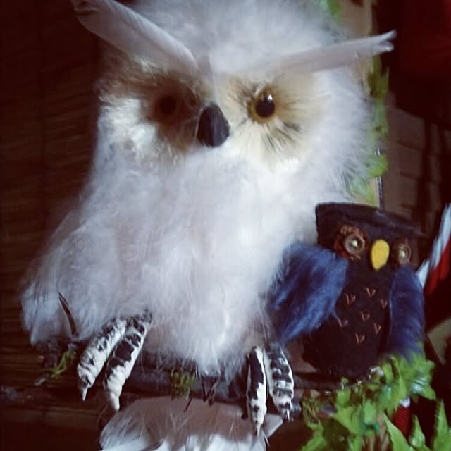 cherrycherryさんの実例写真