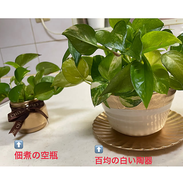 appleさんの実例写真