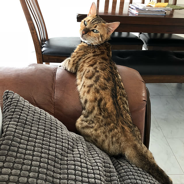 iranさんの実例写真