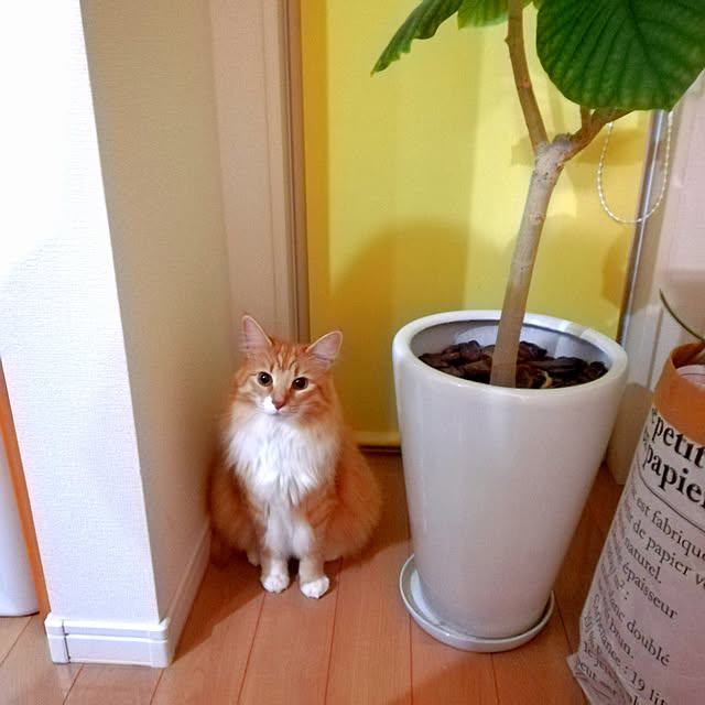 pinokoさんの実例写真