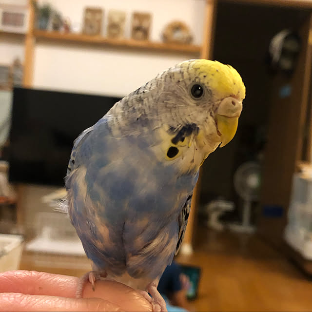 kohaさんの実例写真