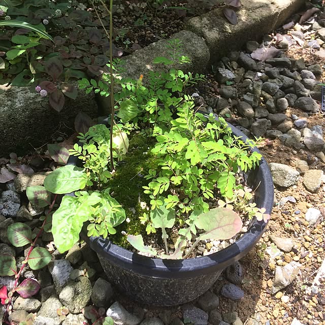 yucky_rioさんの実例写真