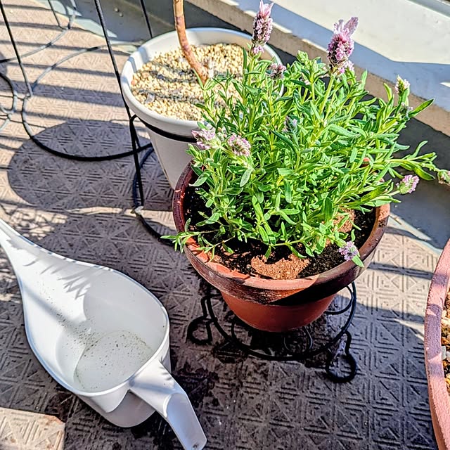 mi-saさんの部屋