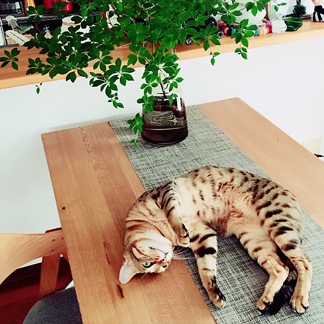 romico618さんの実例写真