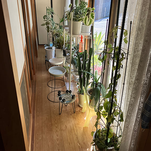 koshiregutyoさんの部屋