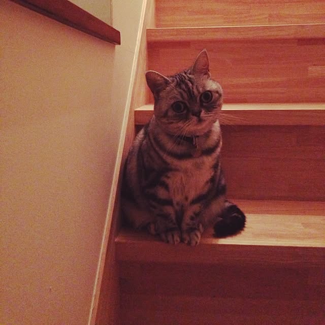 壁/天井/ねこ部のインテリア実例 - 2014-05-10 21:47:02
