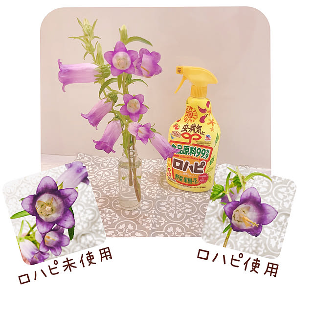 doremiさんの実例写真