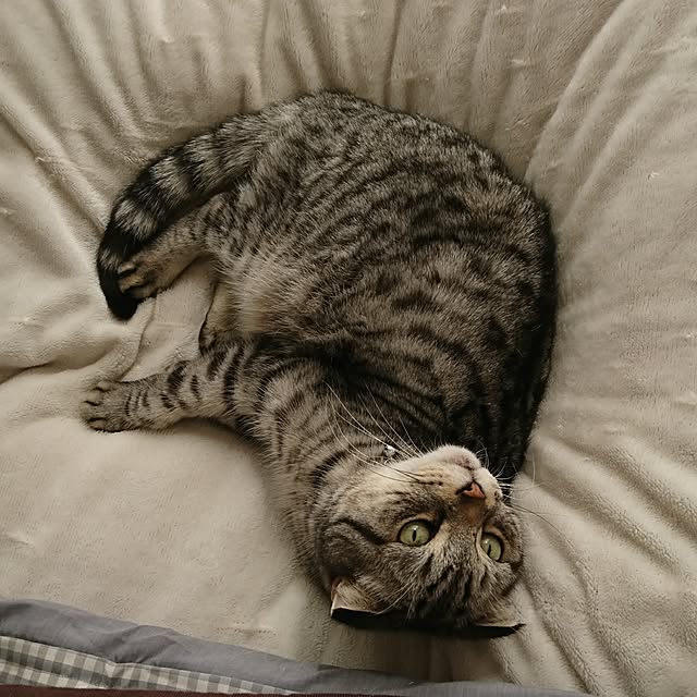 nyan5さんの実例写真