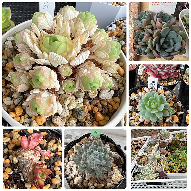 melmelさんの実例写真