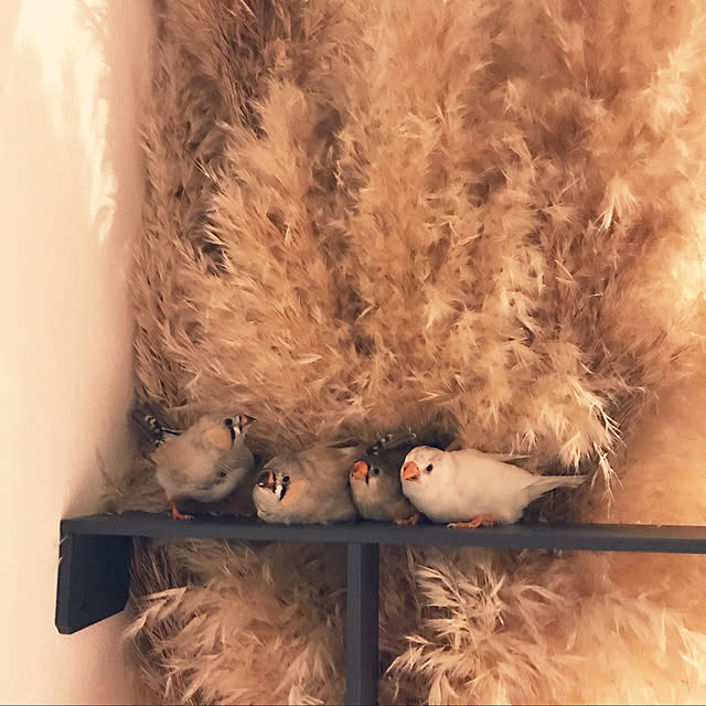 izumoanさんの実例写真