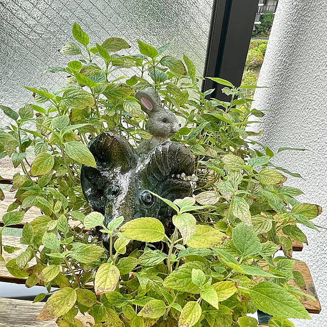 aureaさんの部屋