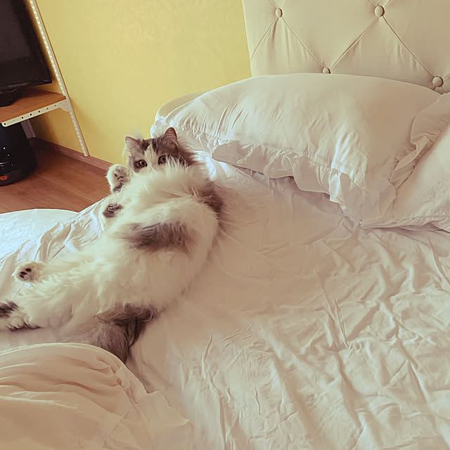 aruさんの実例写真