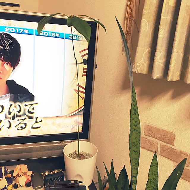 cometsさんの実例写真