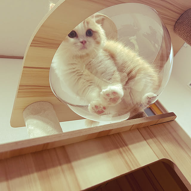 junさんの実例写真