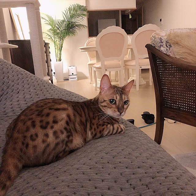 nene6さんの実例写真