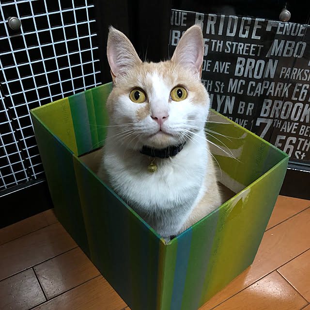naworinさんの実例写真