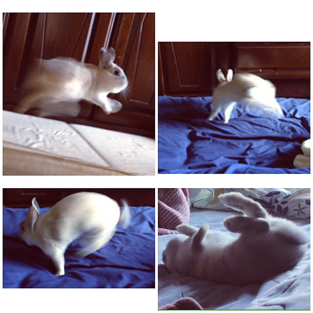 yokomokoさんの実例写真