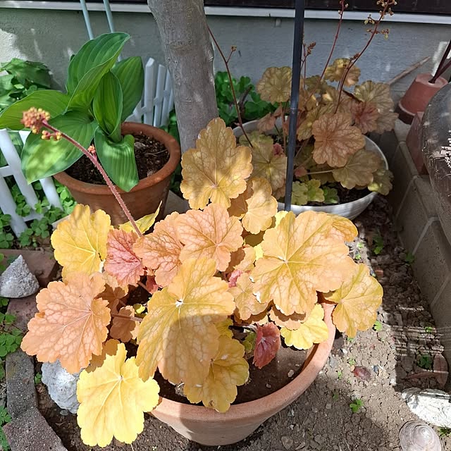 midoriさんの部屋