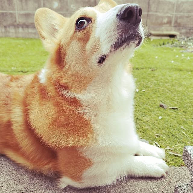 animallandさんの実例写真