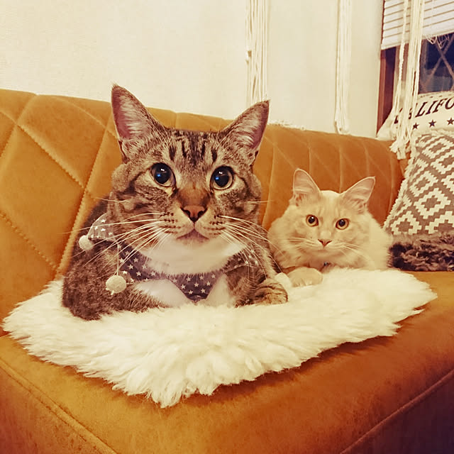 Lukiさんの実例写真