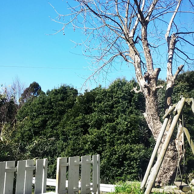 sakuraさんの実例写真