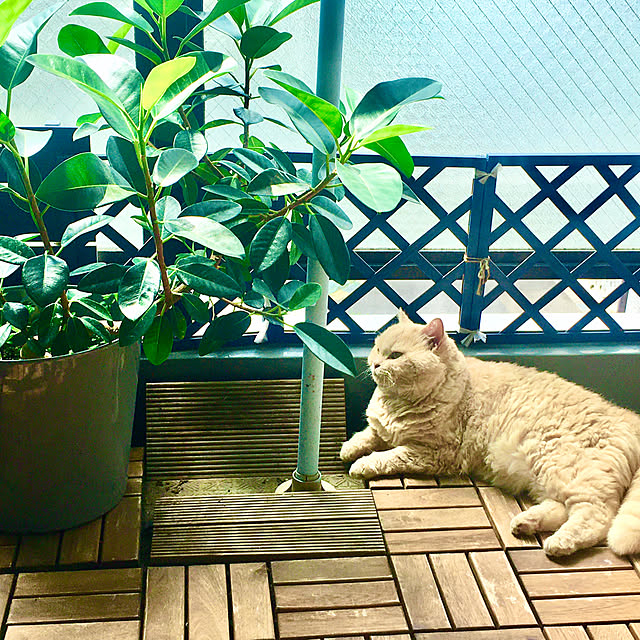 naokoさんの実例写真