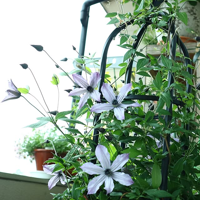 naopyiさんの部屋