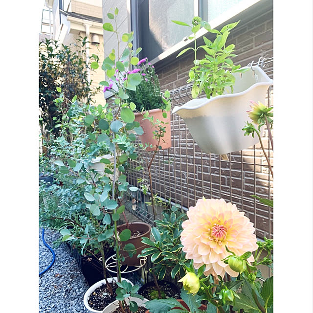 mo-nosukeさんの実例写真