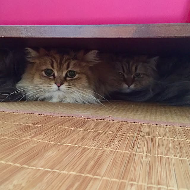 butachanさんの実例写真