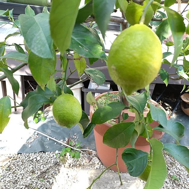 ruapyさんの部屋